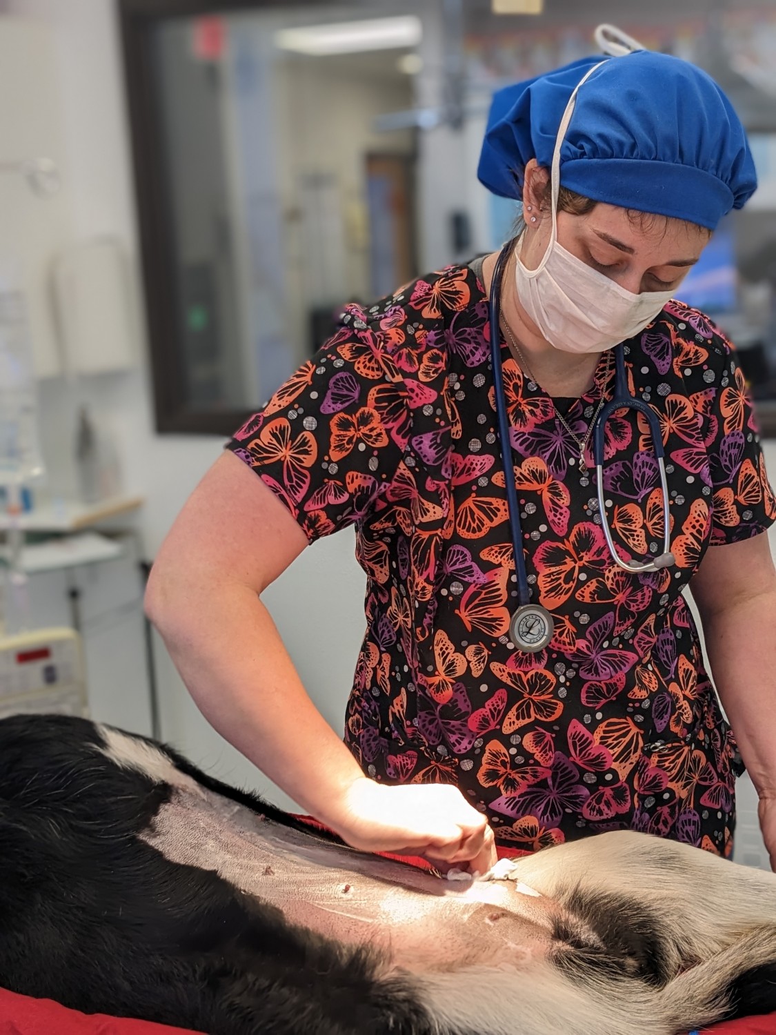 Rugby Veterinary Service Veterinarians In Rugby, ND Home